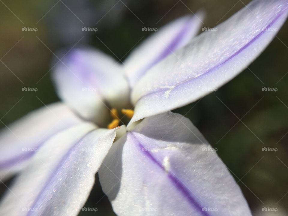 Allium tuberosum flower