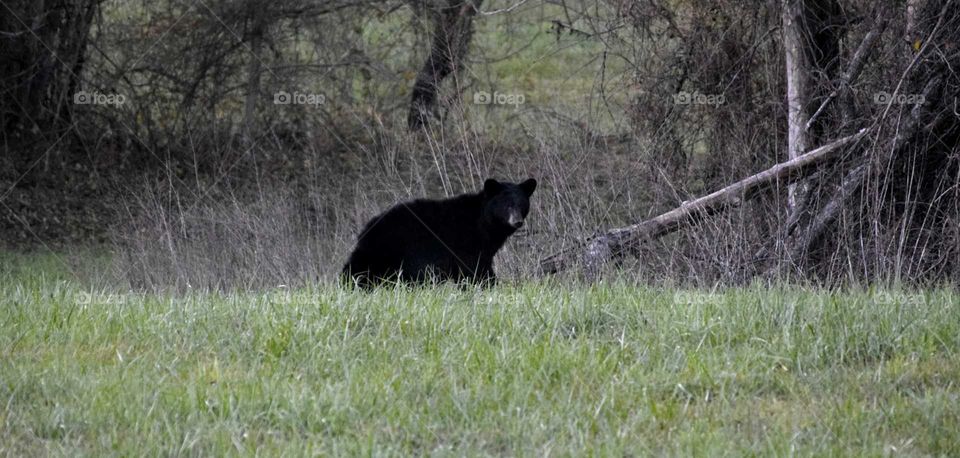 Black bear in the forest