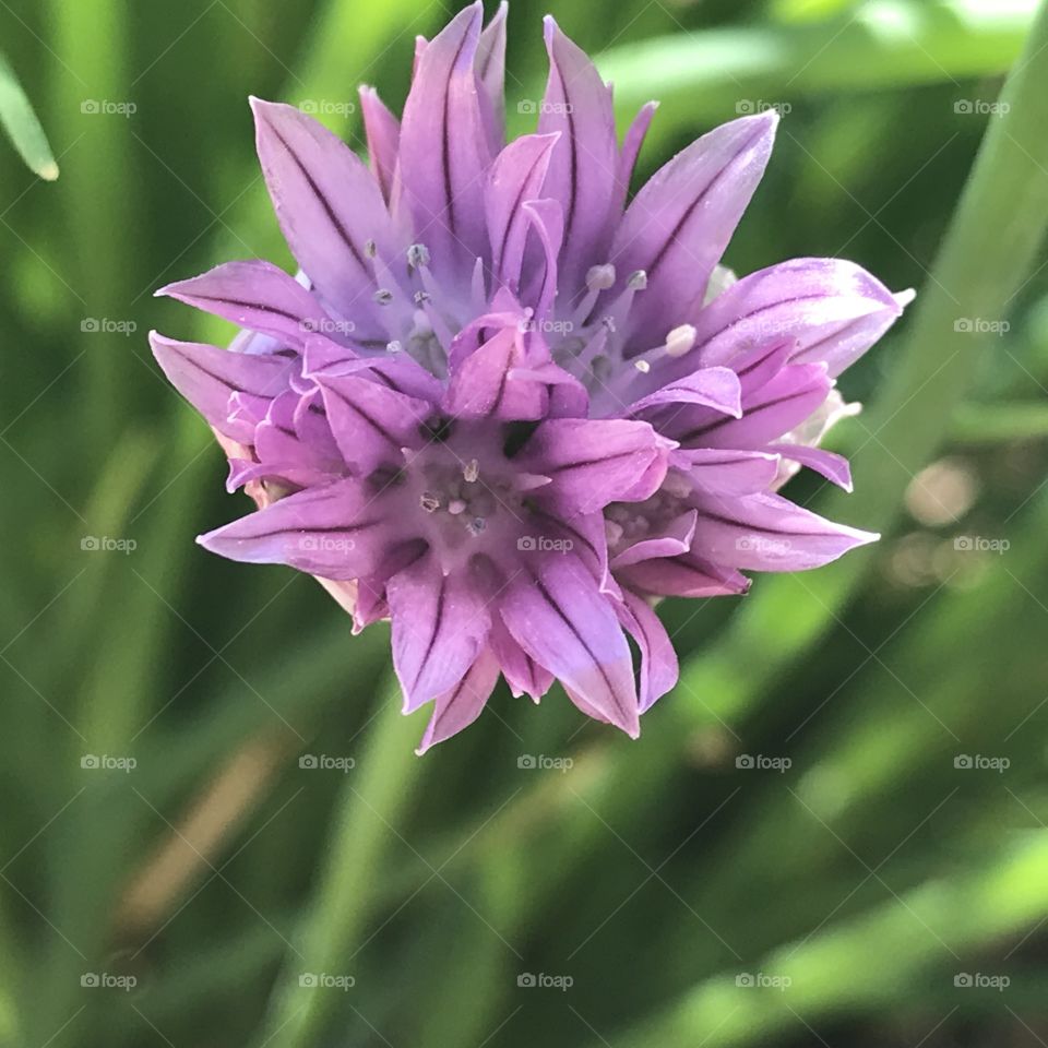 Purple bloom 