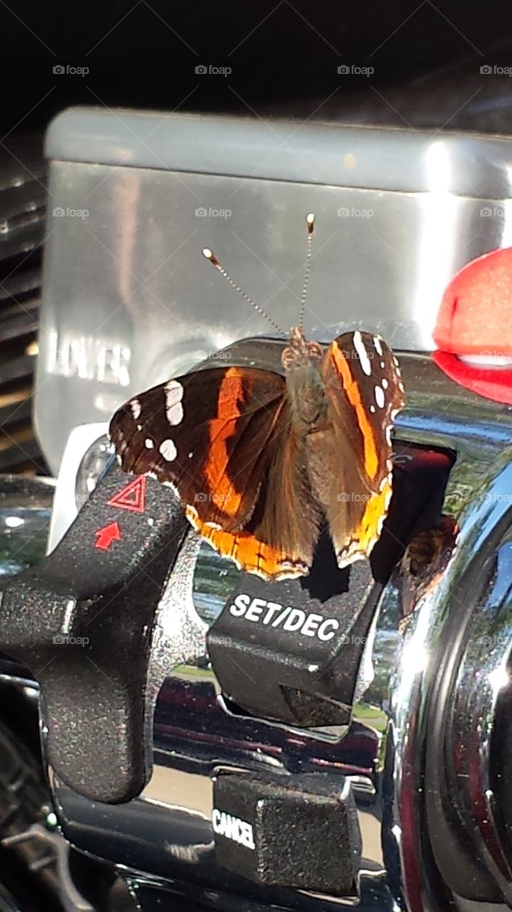 Butterfly meets motorcycle.