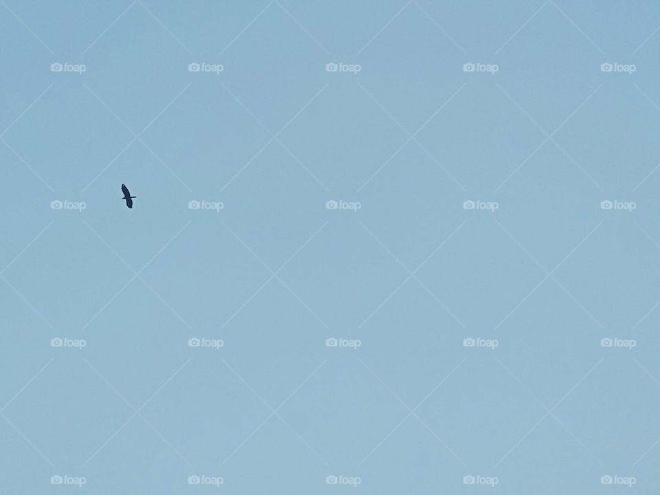 ravarma vanguvo  Eagle in the sky, 5:59 pm, End of the day, Last search, Blue sky