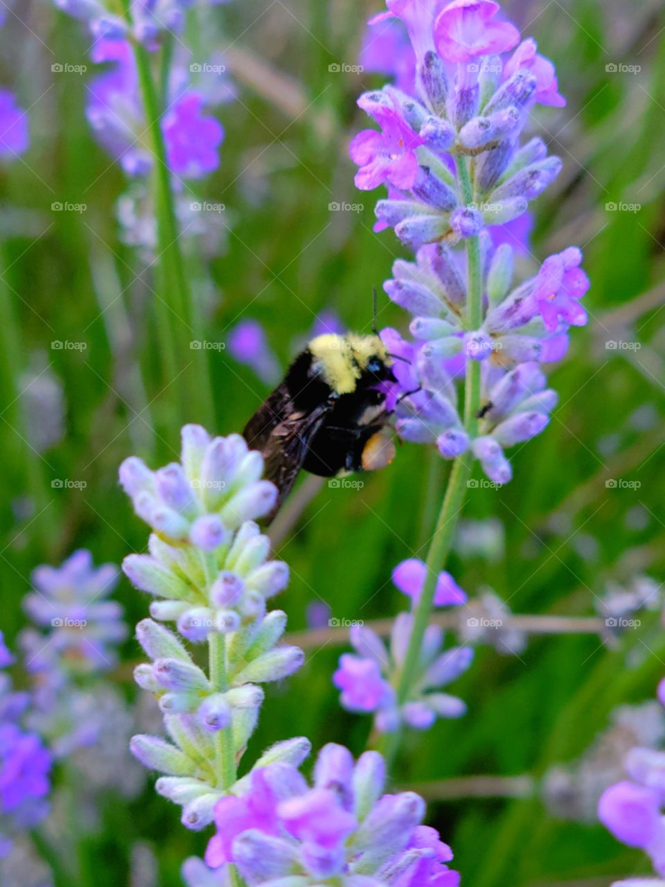 busy as a bumblebee