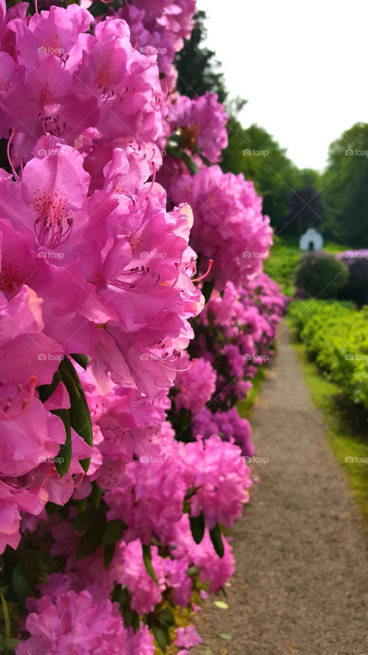 Rhododendron