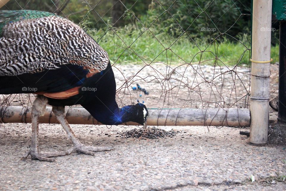 peacock close up eating seeds