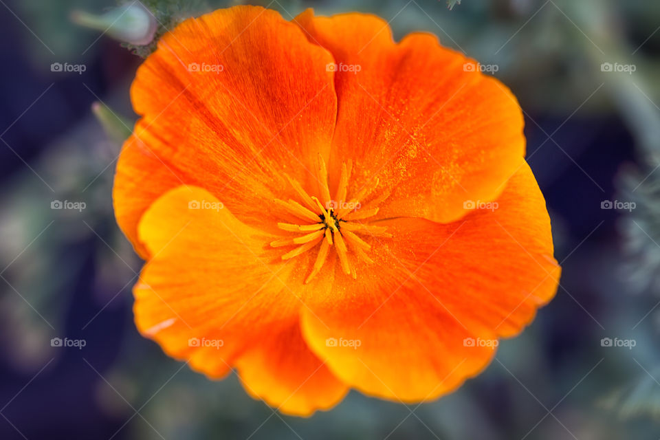 High angle view of a orange flower