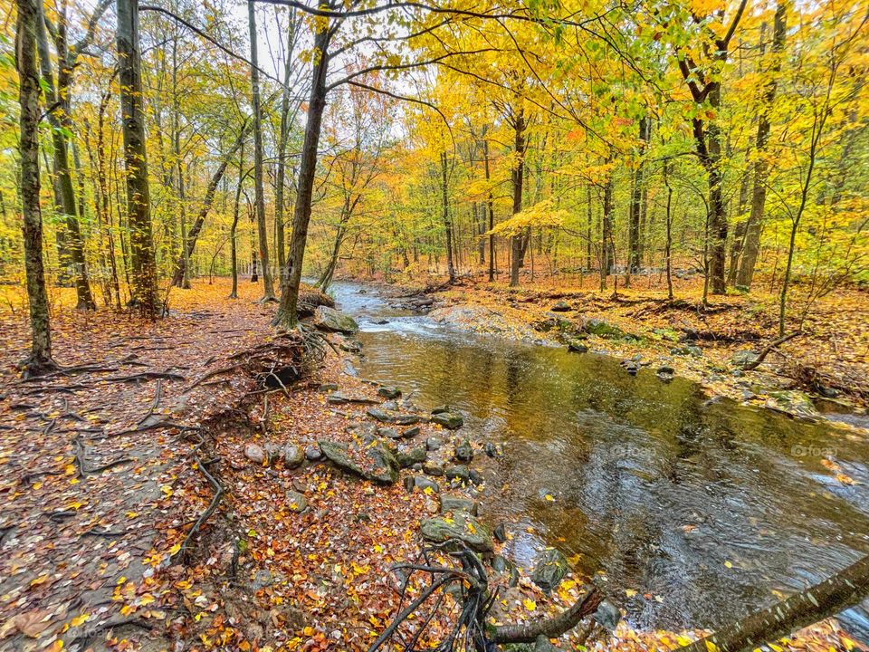 Fall foliage in New England 