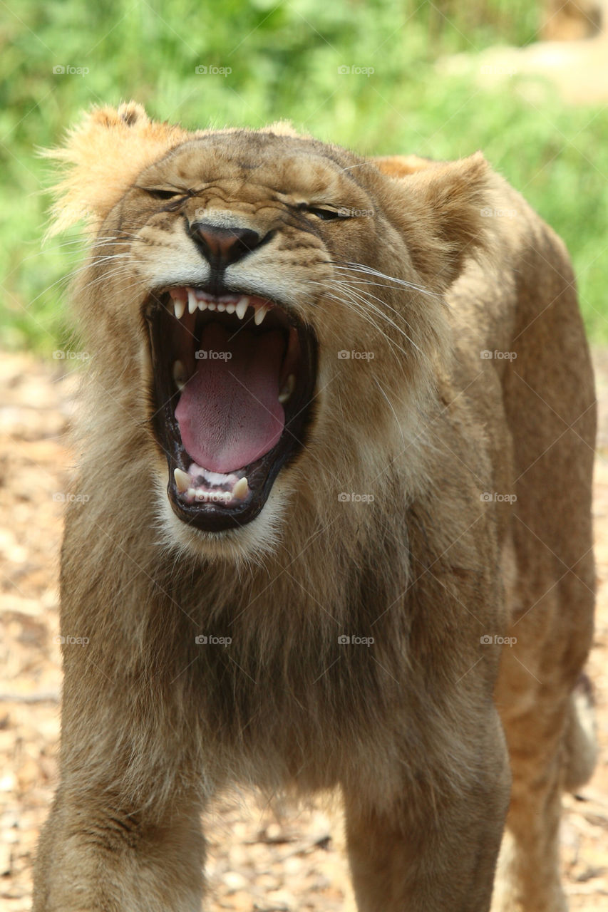 teeth angry lion female by kanoldfoto