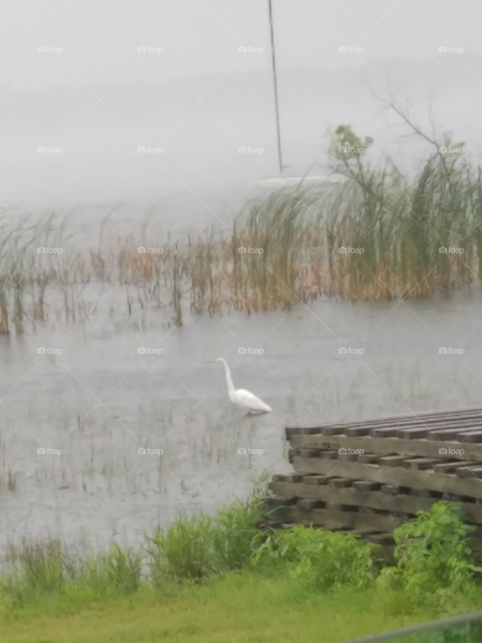 Egret