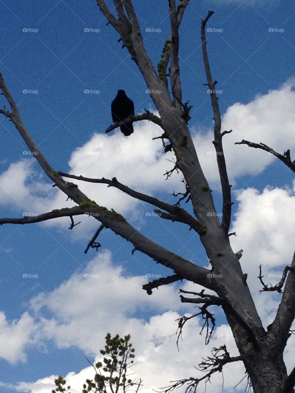 Raven Keeping Watch