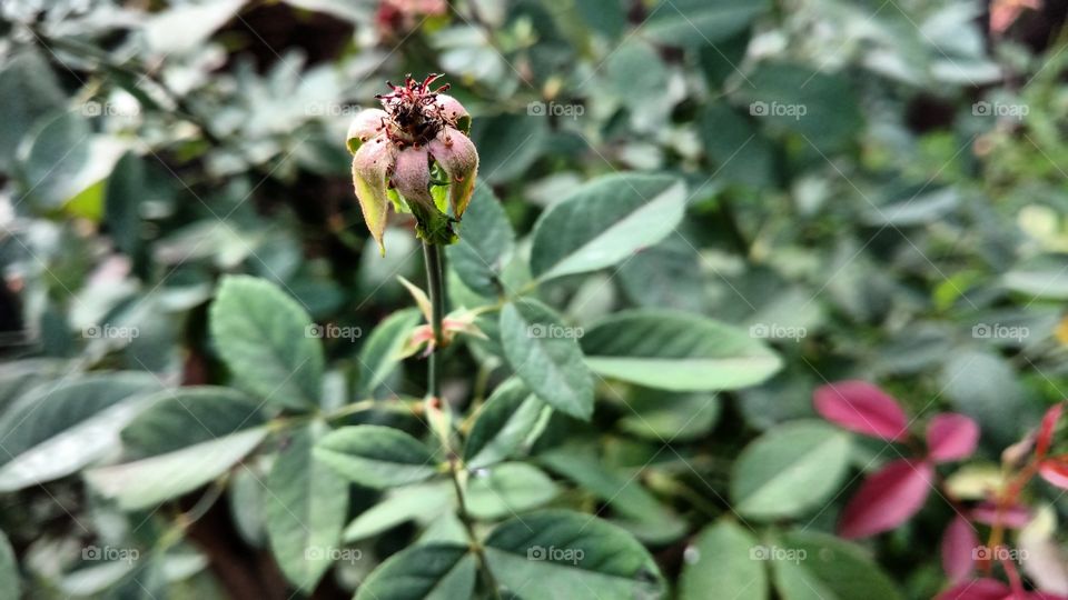 Folhagens de roseiras. Resto do botão da flor.
