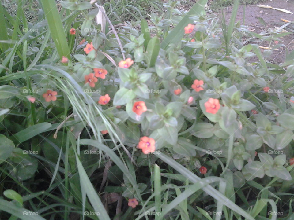 Little flowers