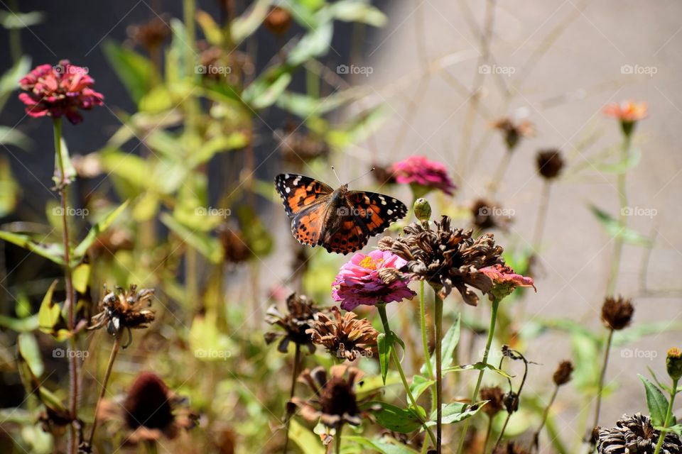 Butterfly  in flight