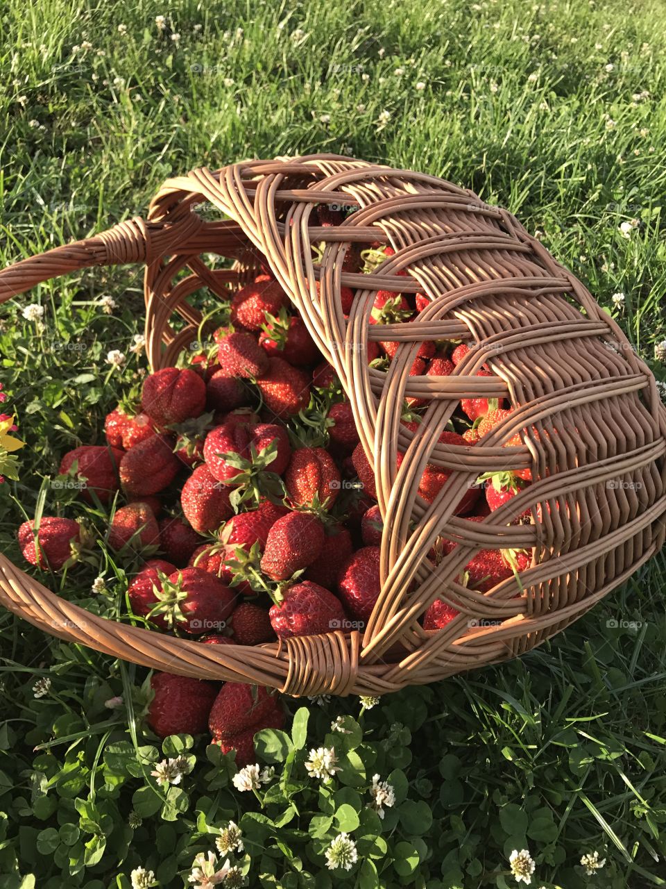 Basket of strawberries