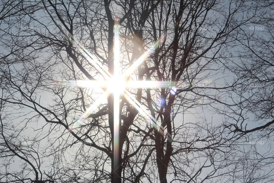 Sun shining through bare trees