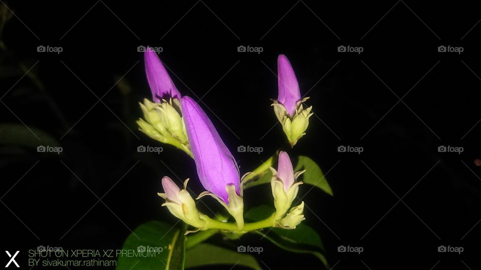 violet flower buds