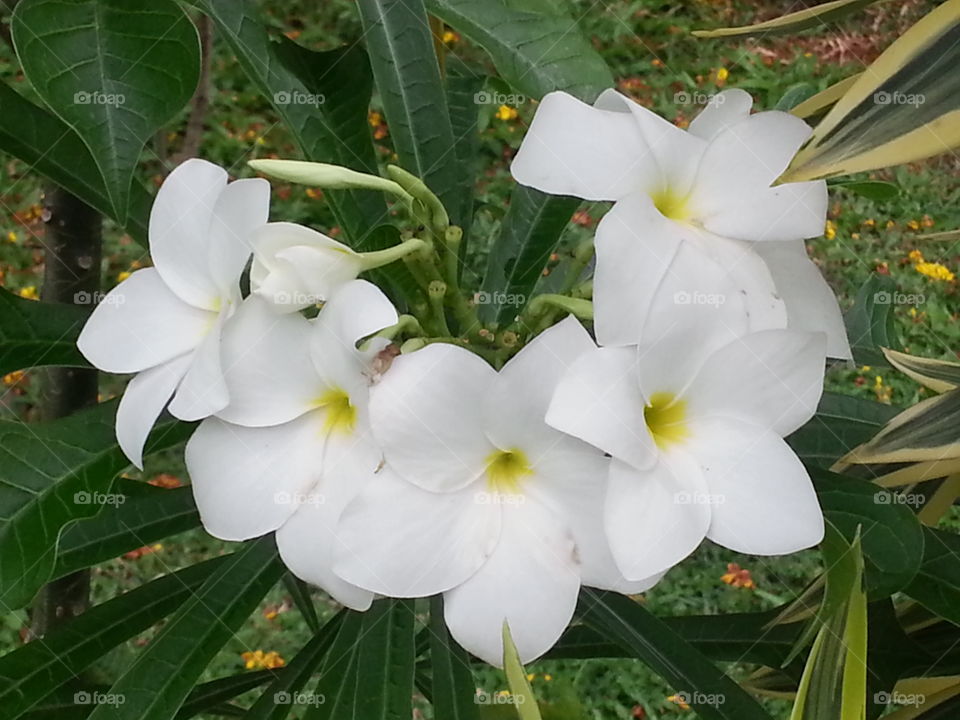 White color flowers