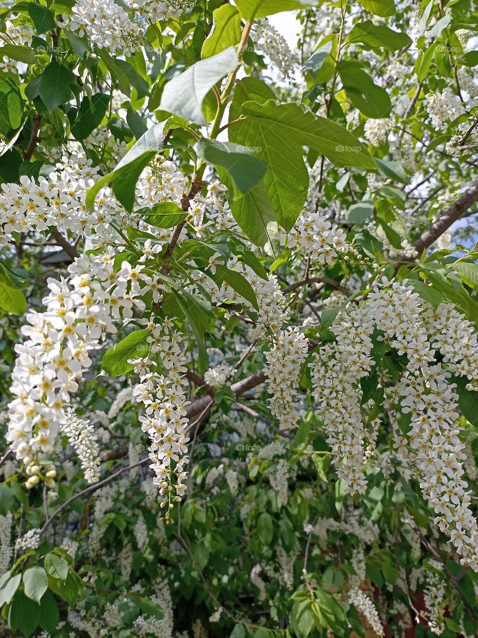bird cherry