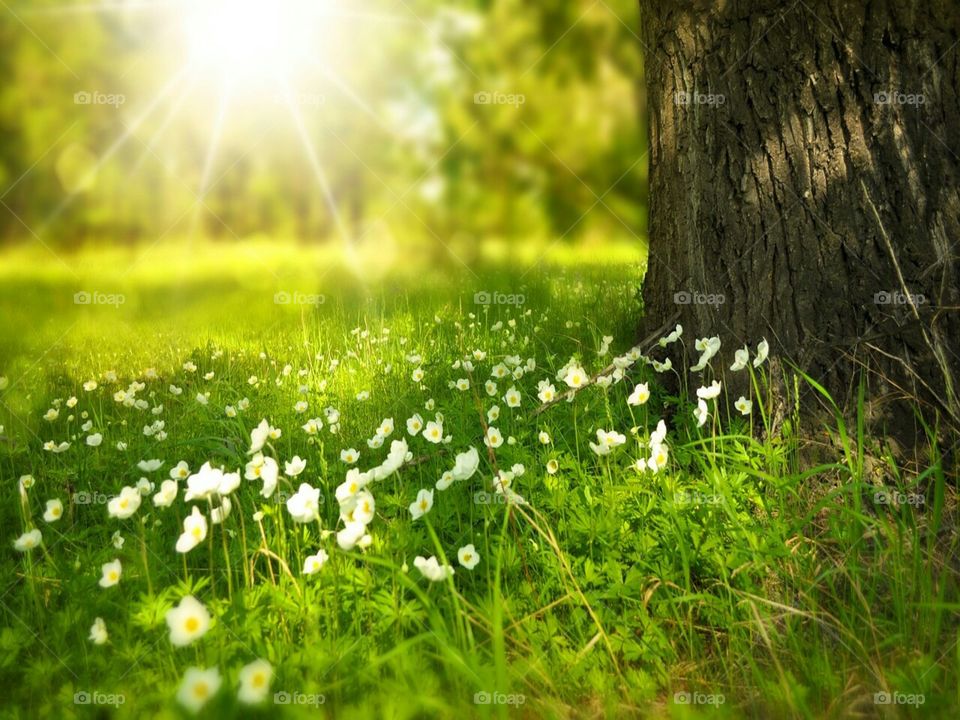 sunlight and flowers. tree