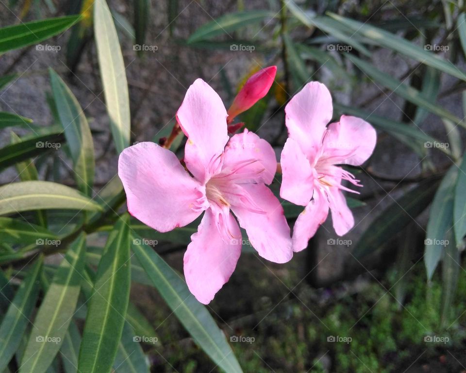 Pink flower on the park