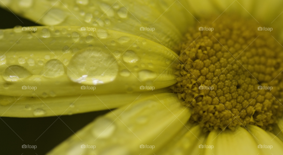 nature macro raindrop yellow flower by darloandy1963