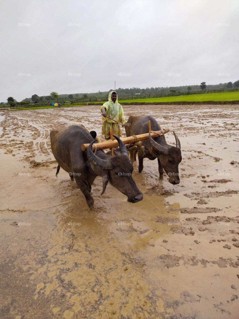 work in farm father