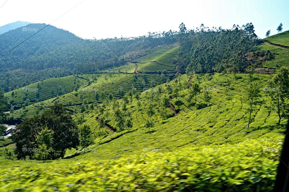 Munnar.. The green land... God's own country