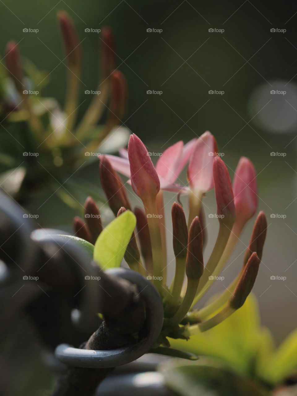 Red little flowers about to bloom.