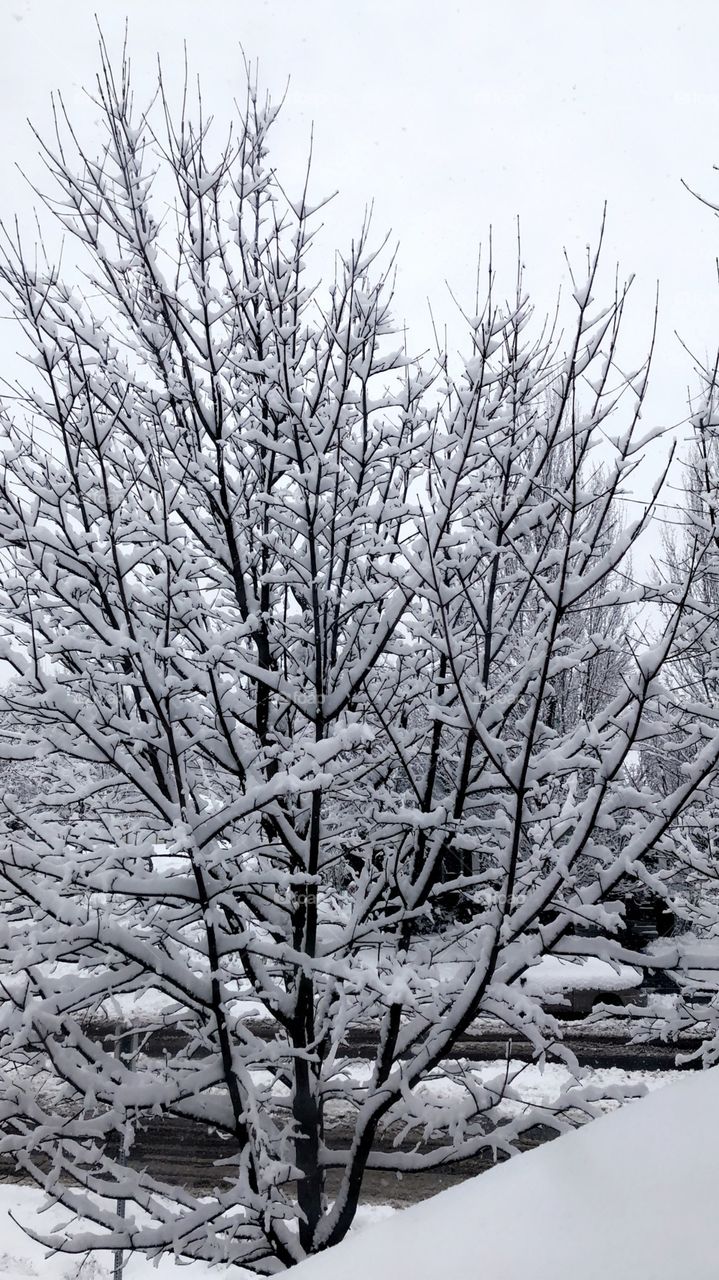 Snow, winter wonderland, beautiful