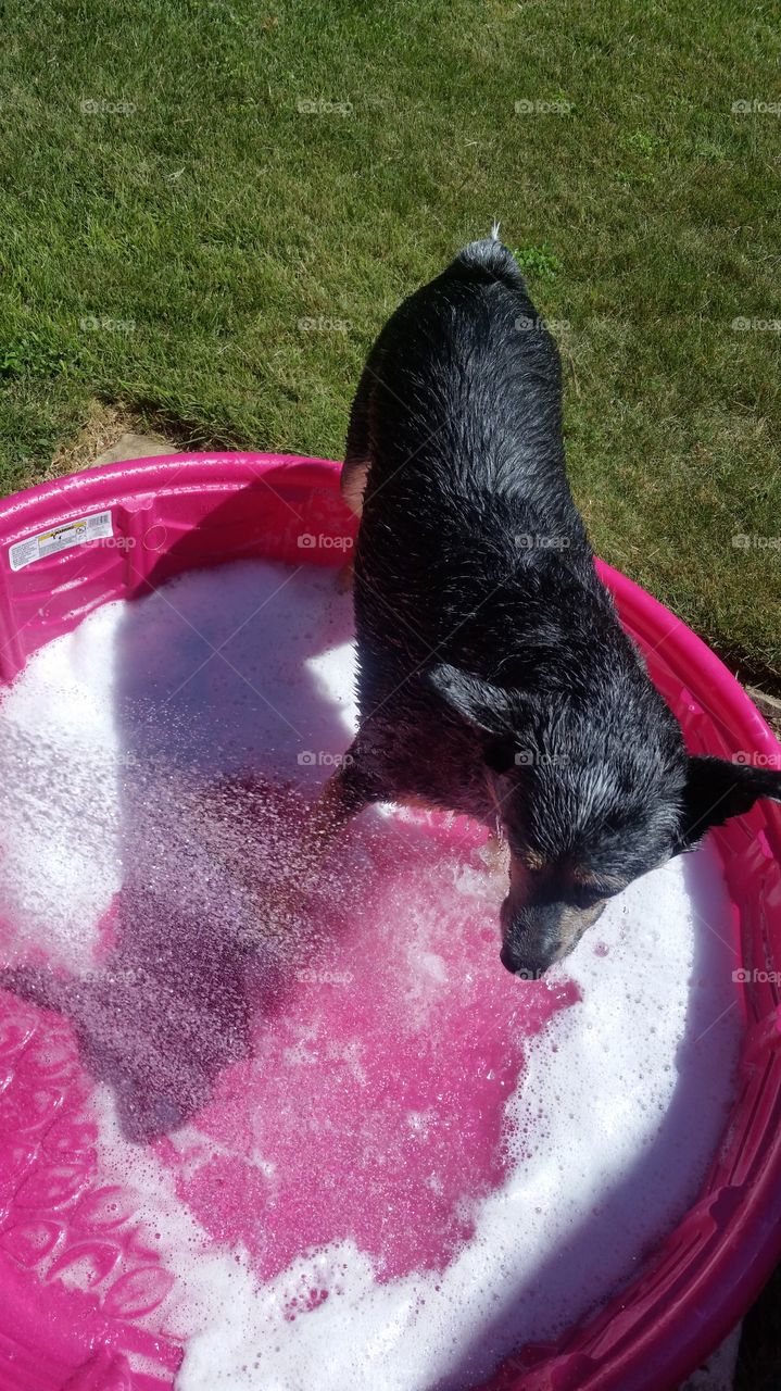 puppy bubble bath