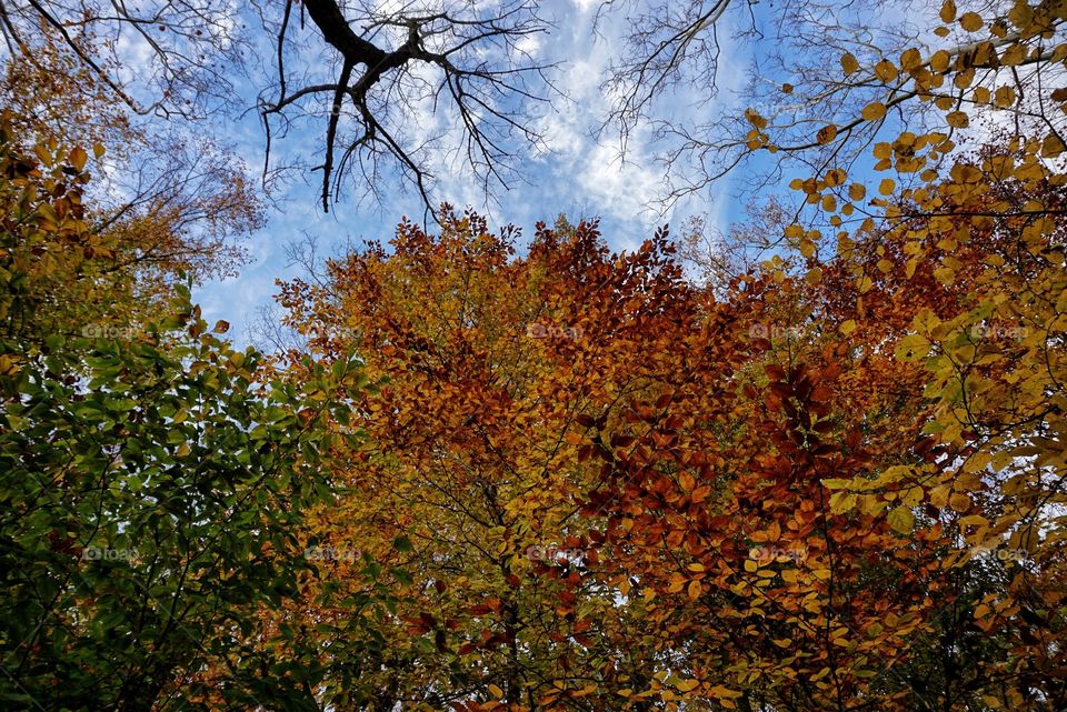 Looking Up at the Trees in the Fall 