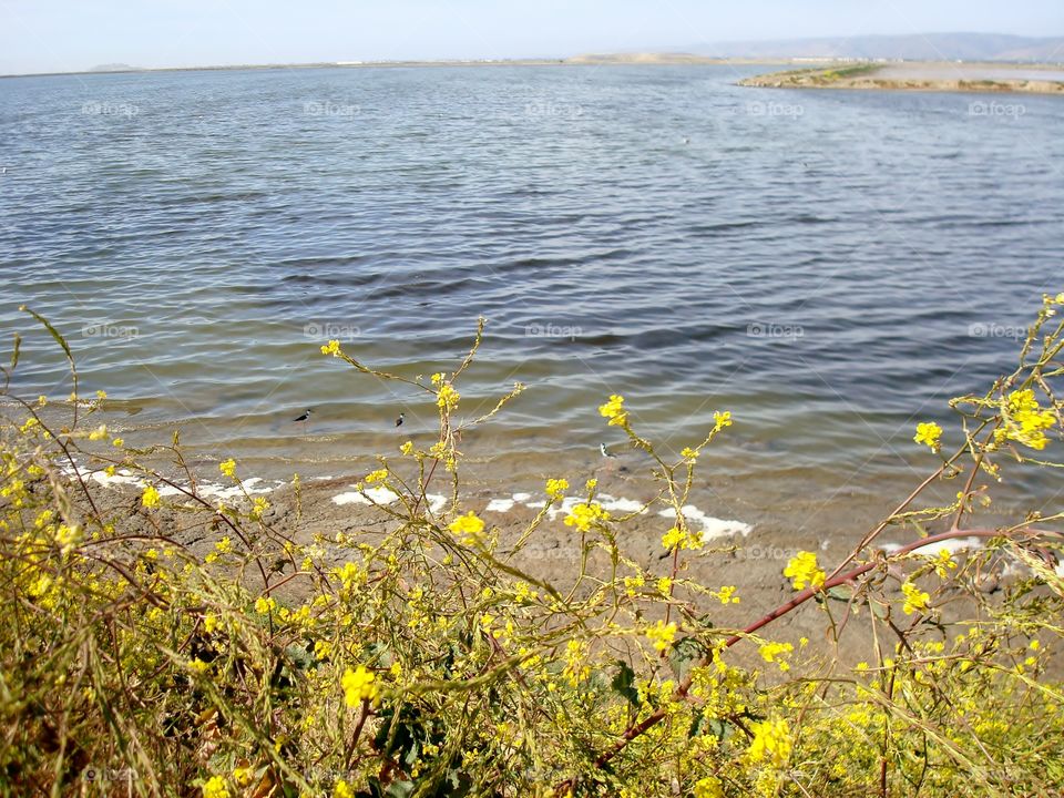 yellow wildflowers Alviso