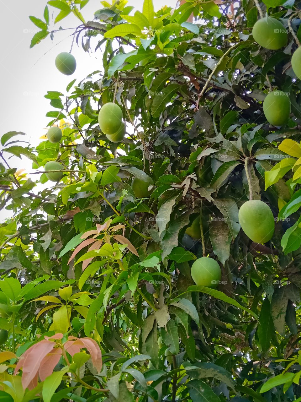 Mango tree