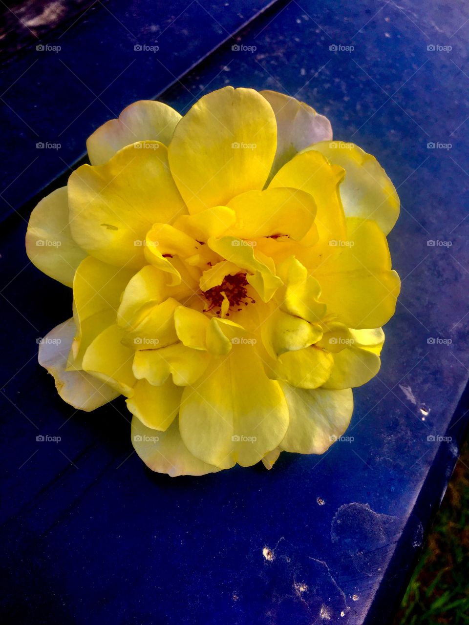 Loose yellow rose. 