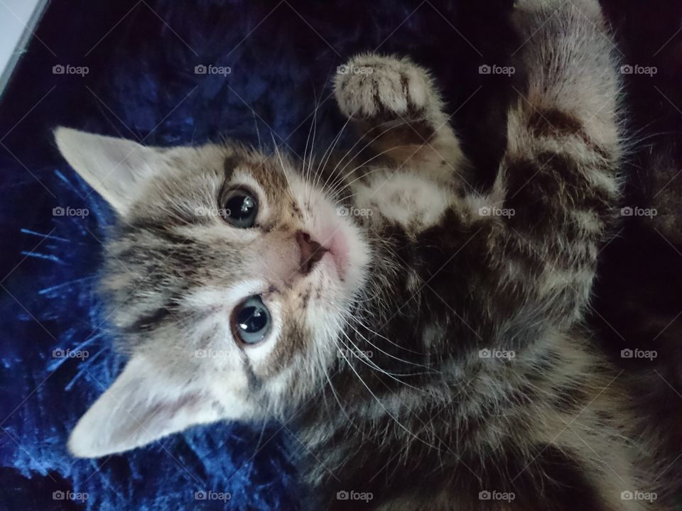 kitten 2