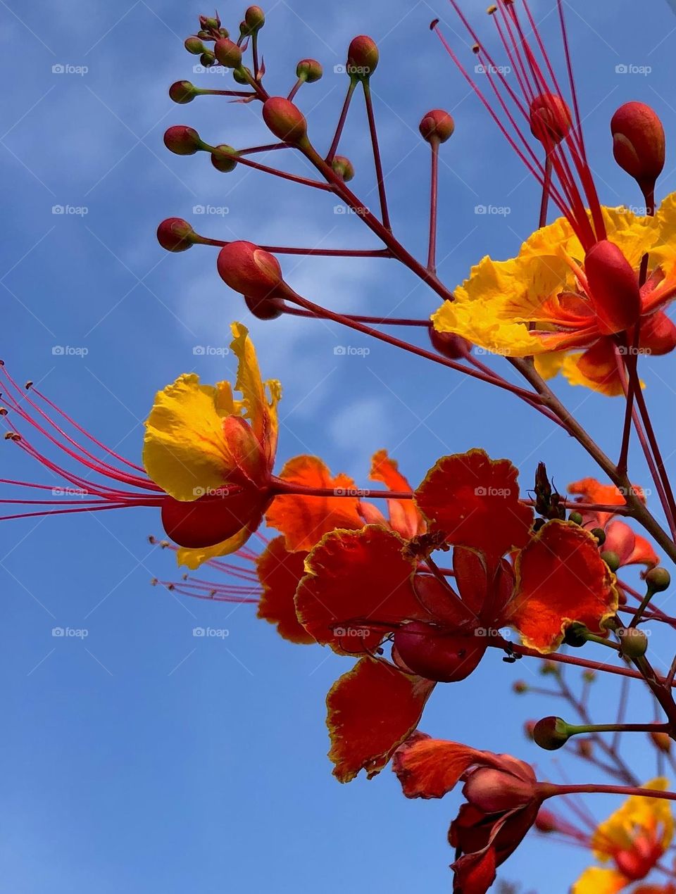 Upshot of beautiful red and yellow flowers with their stems, reaching up to blue sky ❤️