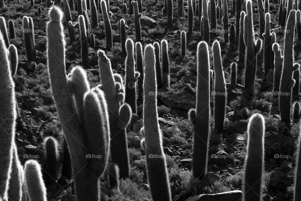 Cactuses on Isla del Pescado, Salar de Uyuni, Bolivia .  Black and white photo of cactuses on Isla del Pescado 