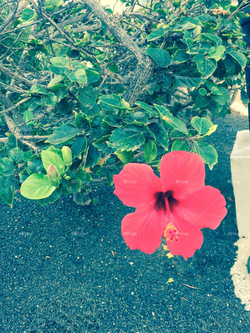 Flor 🌺 de Lanzarote Islas Canarias 