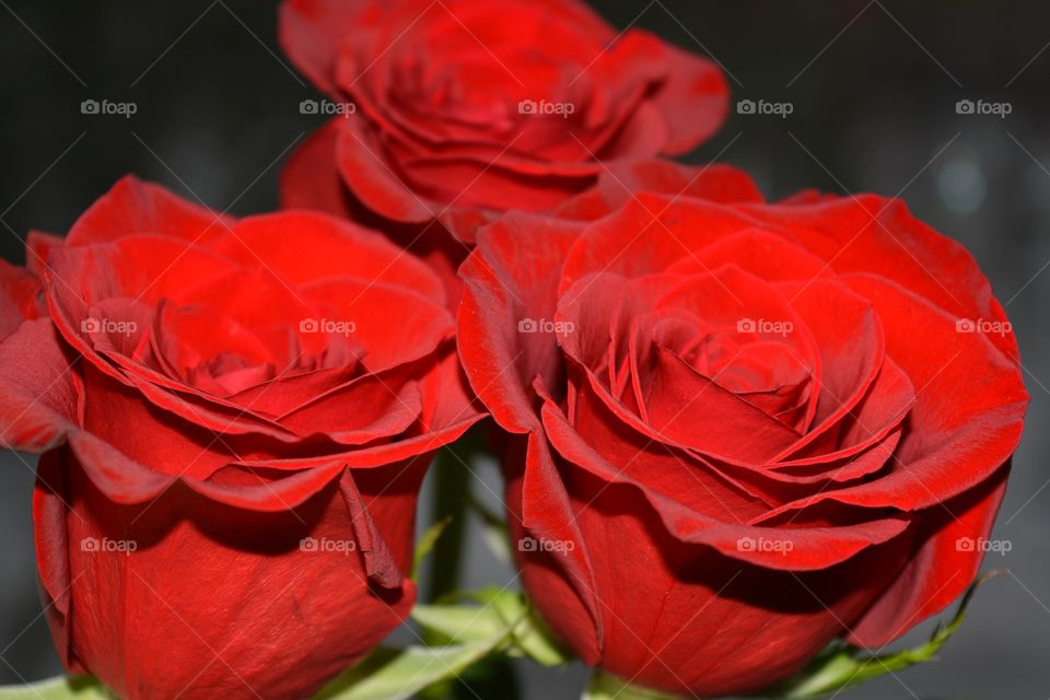 Rose, Flower, Romance, Love, Nature