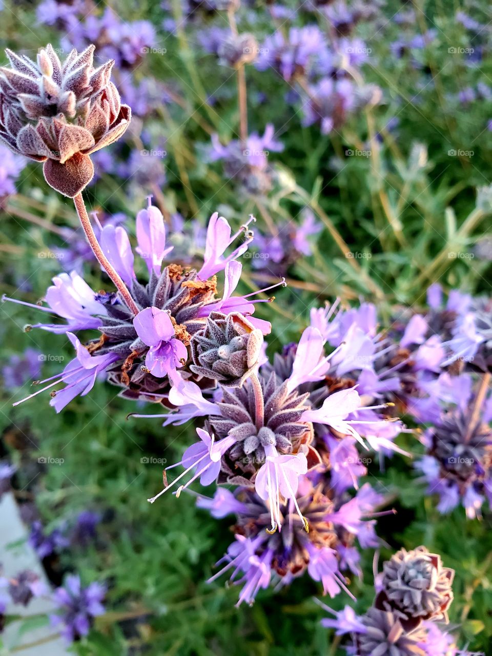 purple clusters