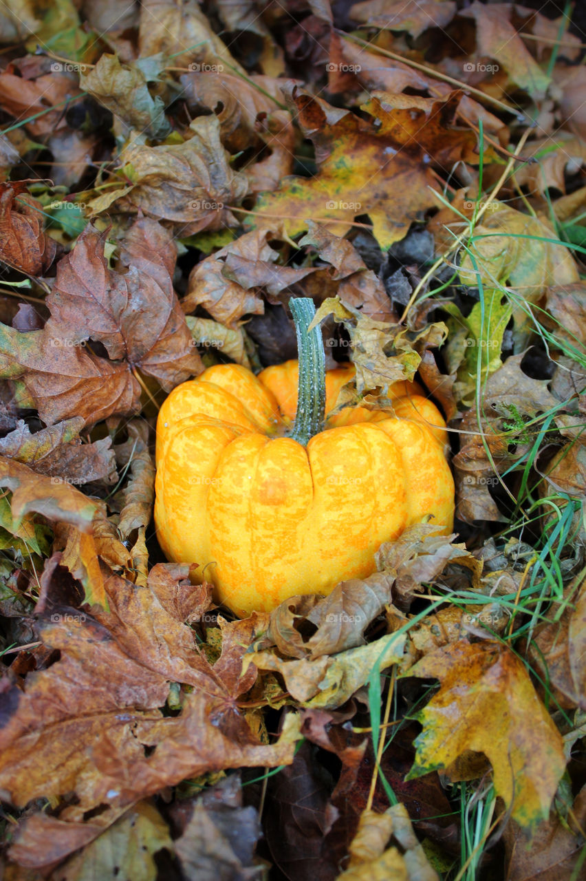 yellow leaves forest fruit by twilite