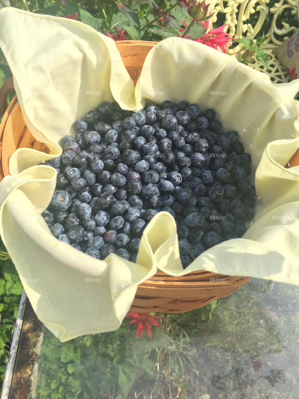 Basket of blueberries 
