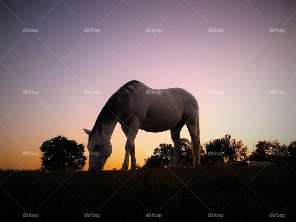 Horse grazing at sunset in silhouette