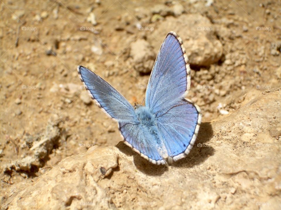 Butterfly blu on sand rocks 