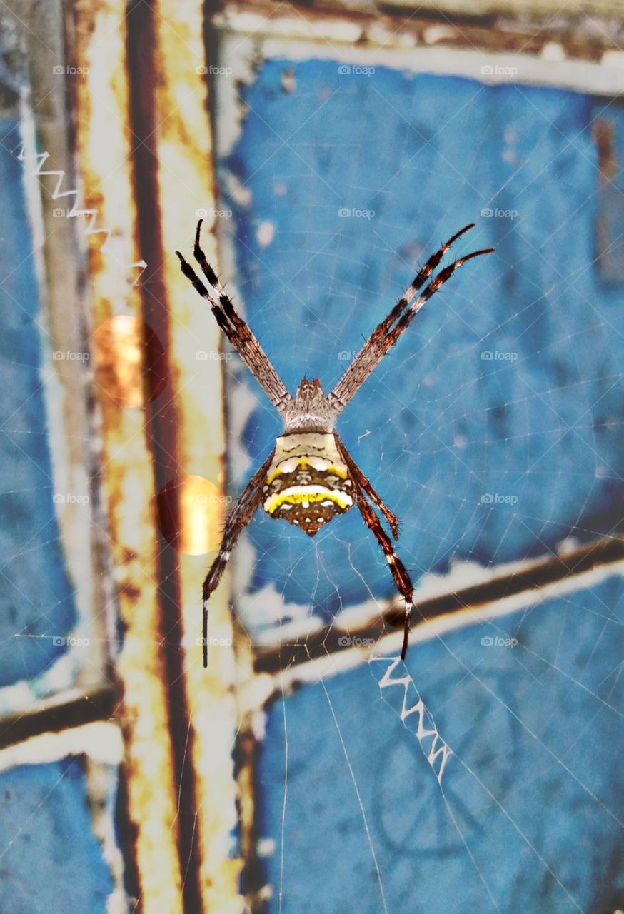spider argiope micro
