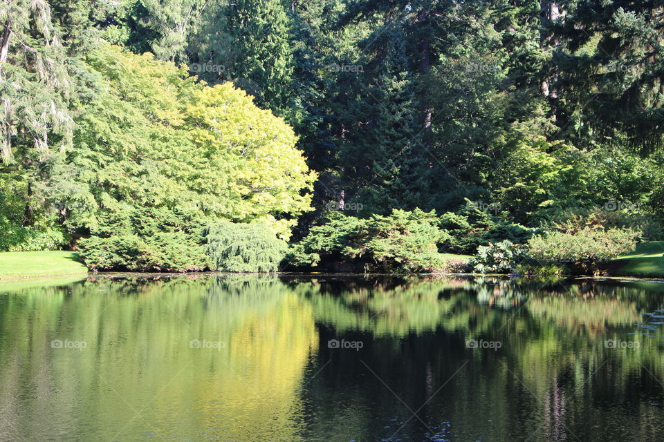 pond reflection