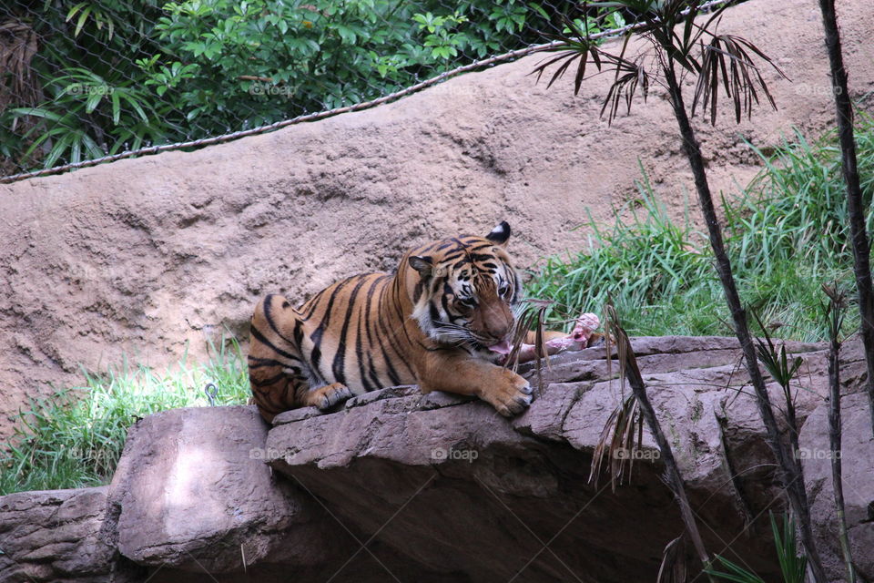 Tiger (San Diego Zoo)