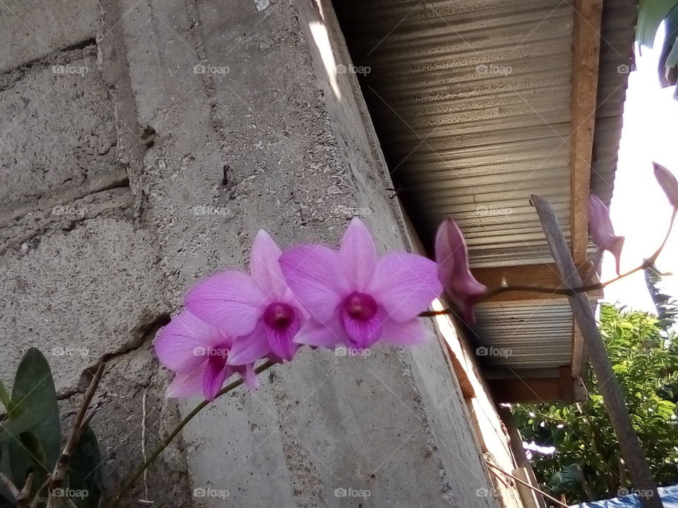 pink violet orchids