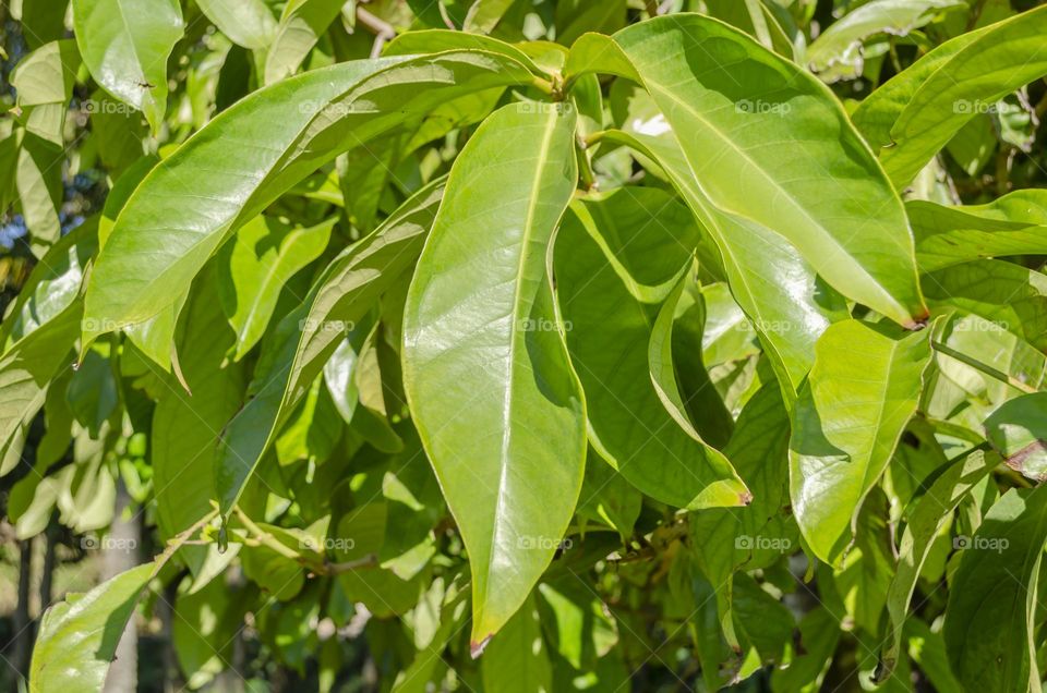 Otaheite Apple Tree Leaves