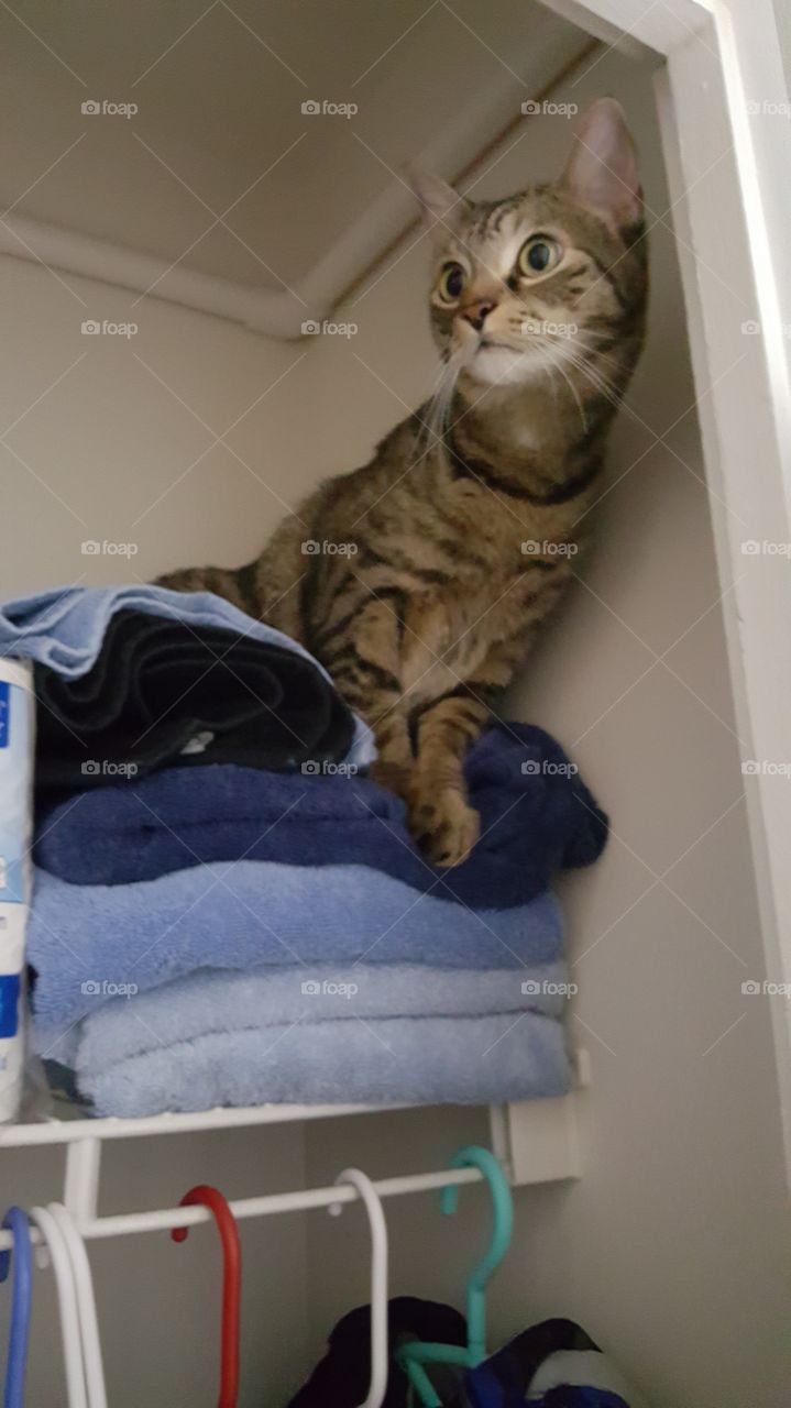 kitty exploring the closet