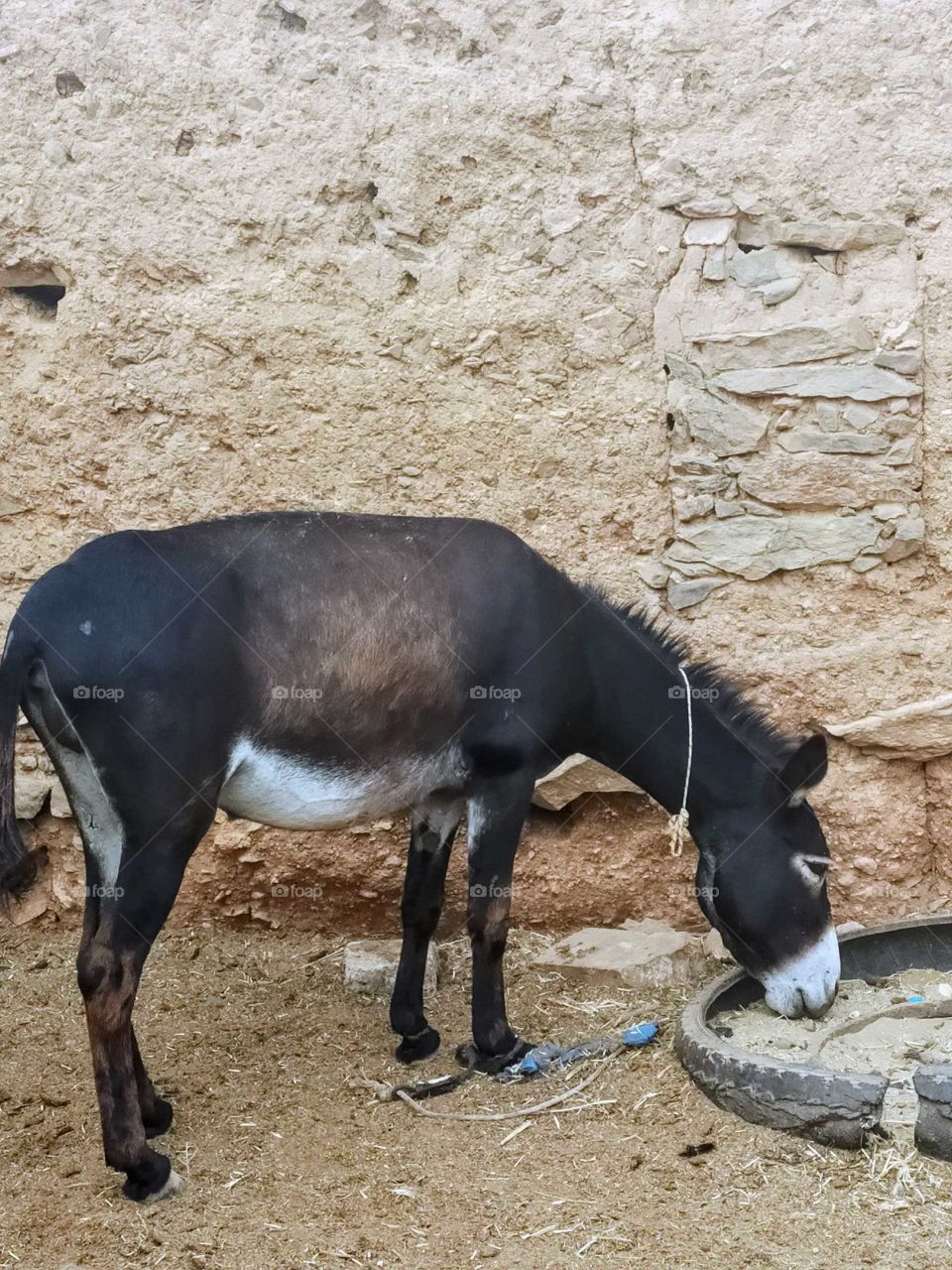 A donkey in a village we have visited,I took the picture while we were walking in the village.Asrir village in the region of Goulimine Morocco